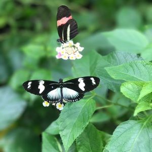 Meet your Posher, Desere'